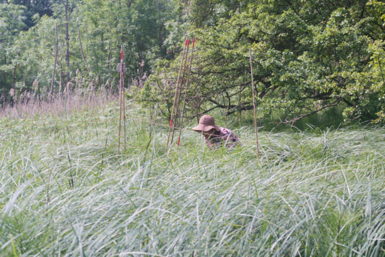 FIELDWORK IN WYTHAM WOODS